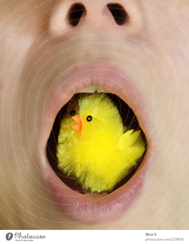 Biohühnchen Mensch Mund Lippen 1 Tier Nutztier Vogel Tierjunges Essen lecker lustig gelb Appetit & Hunger bizarr Küken Stofftiere Ostern weich Fressen grausam