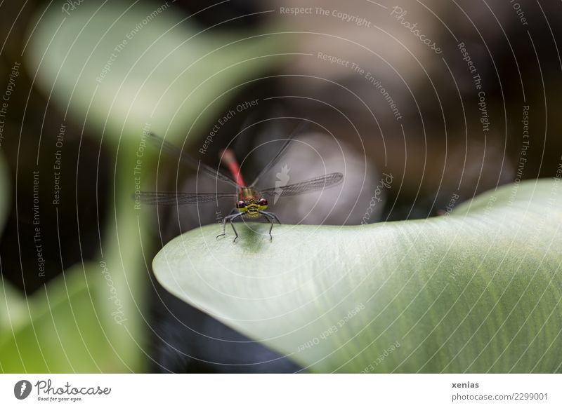 Rote Libelle auf Blatt einer Wasserhyazinthe am Teich im Garten Frühling Sommer Wasserpflanze Hyazinthe Tier Tiergesicht Flügel Insekt dünn grün rot schwarz