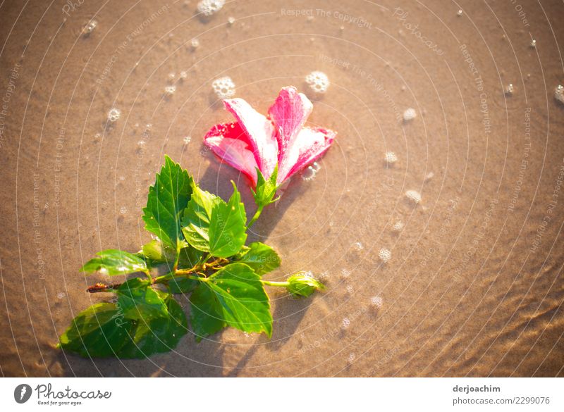 Eine wunderschöne Blume mit grünen Blättern, liegt am Meeres Strand im Sand. Kleine weiße Schaumkronen sind vom Meer zurück geblieben. exotisch harmonisch