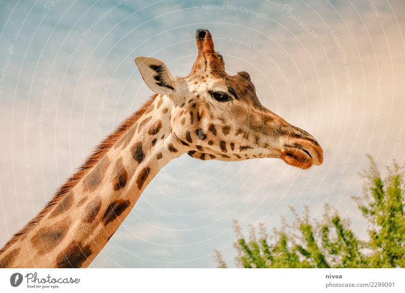 hansguckindieluft3 Umwelt Natur Landschaft Pflanze Tier Wetter Baum Afrika Zoo Giraffe Fell beobachten drehen Ferien & Urlaub & Reisen Blick exotisch gigantisch