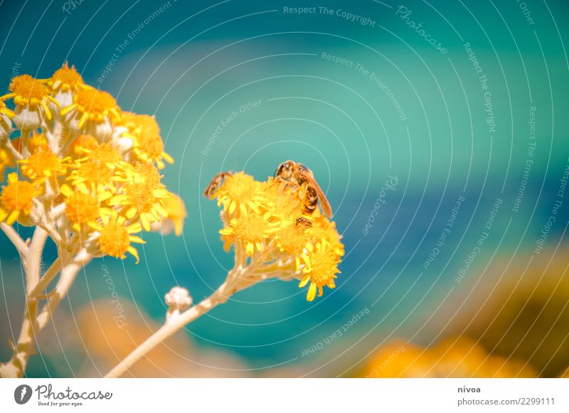Gelb Türkis schön Umwelt Natur Landschaft Pflanze Tier Urelemente Wetter Schönes Wetter Blume Meer Südfrankreich Dorf Wildtier Biene 1 beobachten berühren