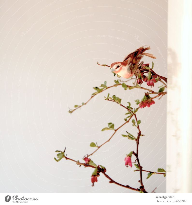 twittern. Häusliches Leben Wohnung Dekoration & Verzierung Raum Pflanze Frühling Sträucher Blüte Quittenblüte Vogel Duft ästhetisch niedlich braun grün rot weiß