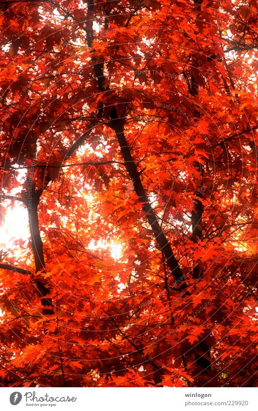 Herbst Kunst Umwelt Natur Pflanze Feuer Klima Baum Blatt Wald Urwald Hügel alt fangen genießen Blick leuchten streichen ästhetisch einfach schön positiv Wärme