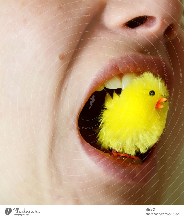 Ein fröhliches Osterbild Mund Lippen Zähne Tierjunges Fressen gruselig kuschlig klein lustig gelb bizarr Appetit & Hunger Küken Farbfoto mehrfarbig Nahaufnahme