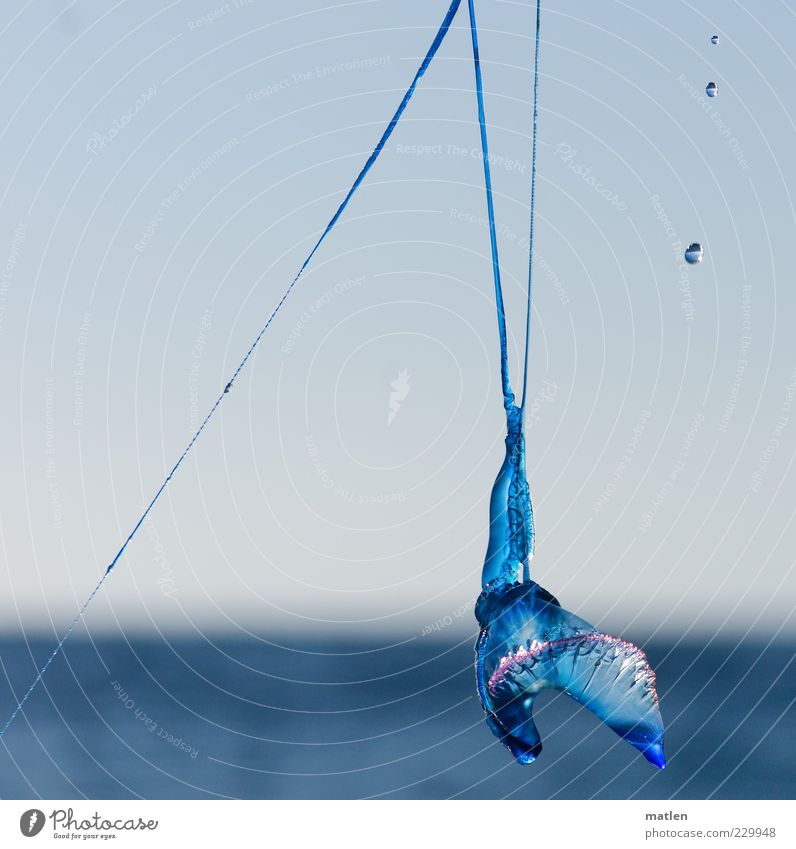 Portugiesische Galeere Tier Wasser blau Meerestier Reflexion & Spiegelung Glätte Wassertropfen durchleuchtet Octopus Farbfoto Gedeckte Farben Außenaufnahme