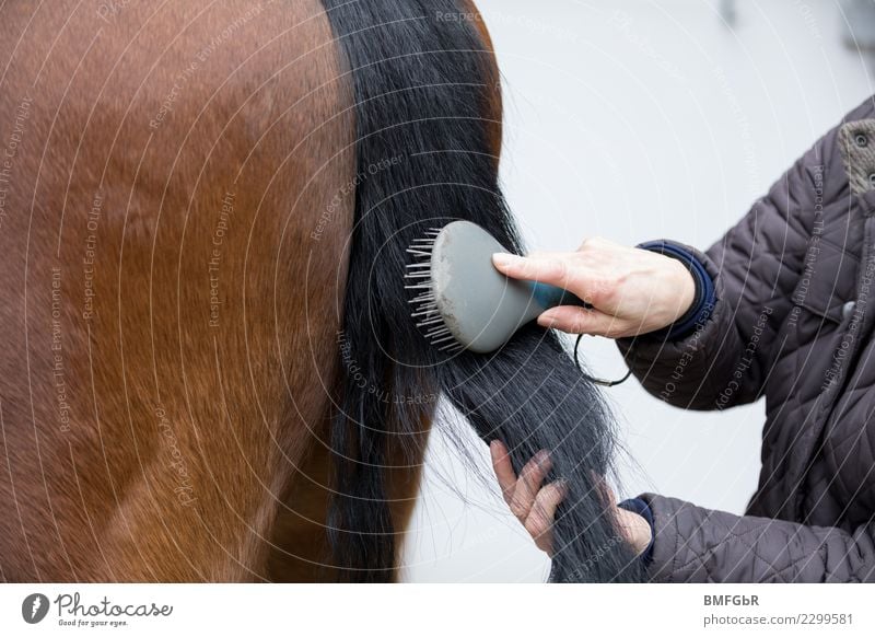 Schweif Pferd wird gekämmt Lifestyle Freizeit & Hobby Reiten Sport Reitsport Mensch Frau Erwachsene 1 30-45 Jahre Jacke Tier Haustier Nutztier Kamm Haarbürste