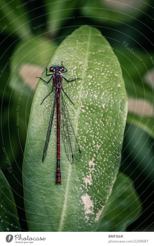 Libelle auf Blatt Umwelt Natur Landschaft Pflanze Tier Flügel Insekt 1 sitzen grün Coolness Leichtigkeit Farbfoto mehrfarbig Außenaufnahme Menschenleer Tag