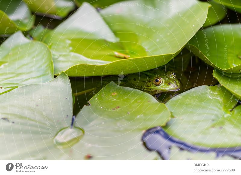 Frosch im Teich Umwelt Natur Landschaft Pflanze Tier Wasser Frühling Sommer Blatt Seerosen Wasserpflanze Garten Park Moor Sumpf Wildtier Gartenteich 1