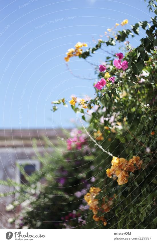 Süden. Schönes Wetter ästhetisch mediterran Portugal Blume Garten Mauer Wachstum Erholung Blühend Blüte Romantik verborgen dezent Wegrand Urlaubsstimmung