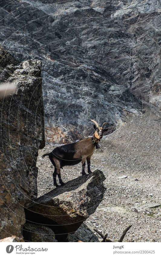 Ausguck Berge u. Gebirge wandern Natur Landschaft Felsen Alpen Tier Ziege 1 stehen warten einfach frei Tierliebe Gelassenheit ruhig Neugier Interesse Abenteuer