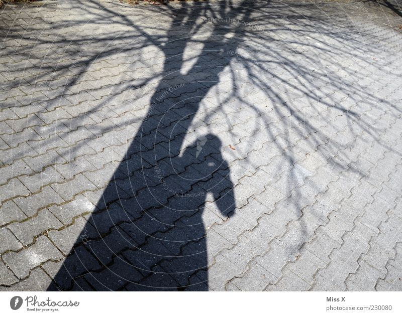 N Schatten haben Mensch 1 Winter Baum hell Silhouette Ast Fotografie Fotografieren Farbfoto Gedeckte Farben Außenaufnahme Experiment Licht Kontrast Sonnenlicht