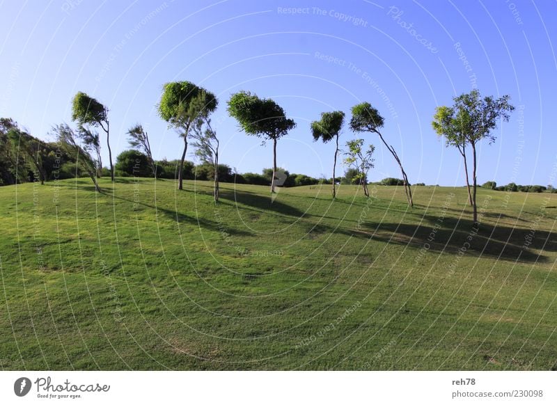 Golfplatz mit Bäumen Umwelt Natur Landschaft Pflanze Himmel Wolkenloser Himmel Sommer Schönes Wetter Baum Grünpflanze Park Wiese Hügel ästhetisch blau grün