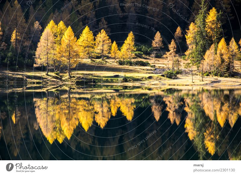drunter und drüber | Doppeltes Lärchengold Berge u. Gebirge wandern Herbst Pflanze Wald See Duisitzkarsee leuchten außergewöhnlich fantastisch