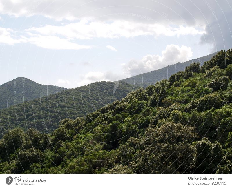 Ursprünglicher Waldbestand in den Bergen von Sardinien Ferien & Urlaub & Reisen Berge u. Gebirge Natur Landschaft Pflanze Wolken Sonnenlicht Herbst Baum