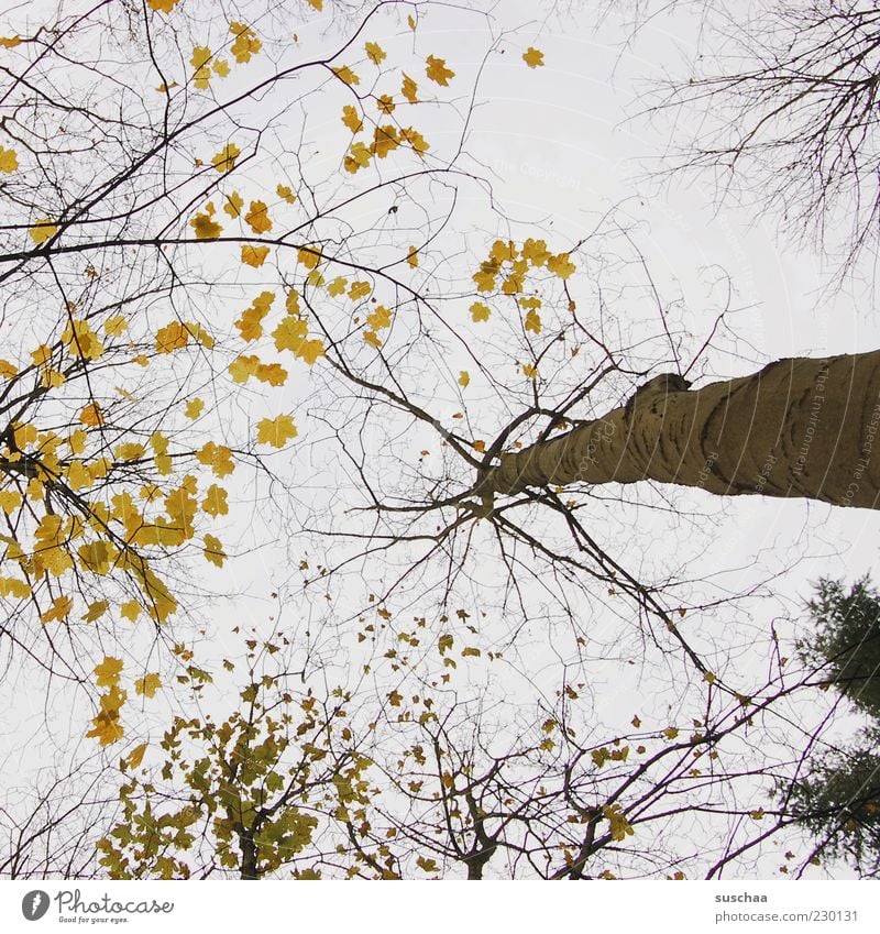 baum hoch gucken .. Umwelt Natur Landschaft Himmel Herbst Klima Klimawandel Wetter Schönes Wetter Baum Wald Holz Baumstamm Ast Blatt Baumkrone Gedeckte Farben