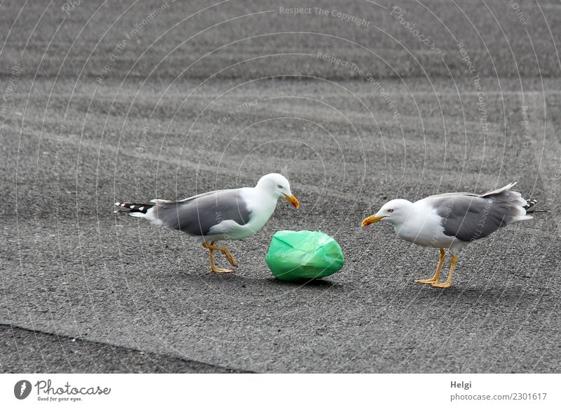 okay ... Umwelt Pflanze Tier Wildtier Vogel Möwe 2 Müll Müllsack Kunststoff beobachten liegen Blick stehen authentisch Zusammensein einzigartig gelb grau grün