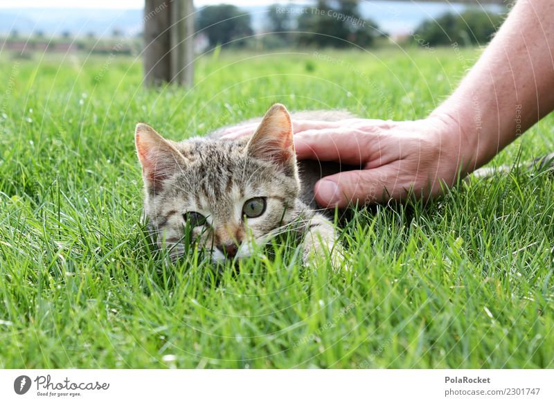 #S# Findus Katze Glück Katzenbaby Hand Freundschaft Spielen Kater Findus Hauskatze schön Gras grün Tiger weich Wärme Treue Garten niedlich gestreift