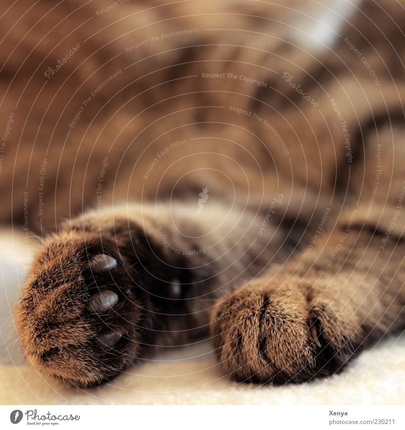 Cappuccinopfötchen Tier Haustier Katze 1 Erholung schlafen kuschlig braun Zufriedenheit Geborgenheit ruhig Gedeckte Farben Innenaufnahme Nahaufnahme Tag