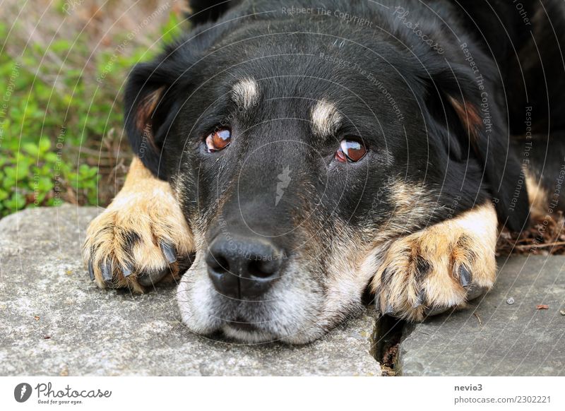 Schlechtes Gewissen Tier Haustier Hund Tiergesicht 1 beobachten liegen klein Neugier niedlich braun schwarz Gefühle Tierliebe gewissenhaft geduldig Erschöpfung