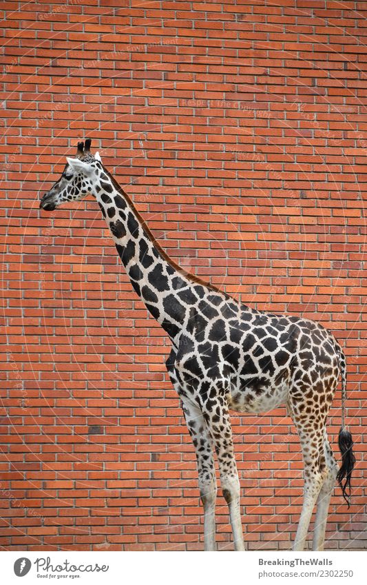 Schließen Sie herauf Seitenprofilporträt der Giraffe über roter Backsteinmauer Umwelt Natur Tier Wildtier Zoo Säugetier 1 hoch lang wild Hintergrund tiefstehend