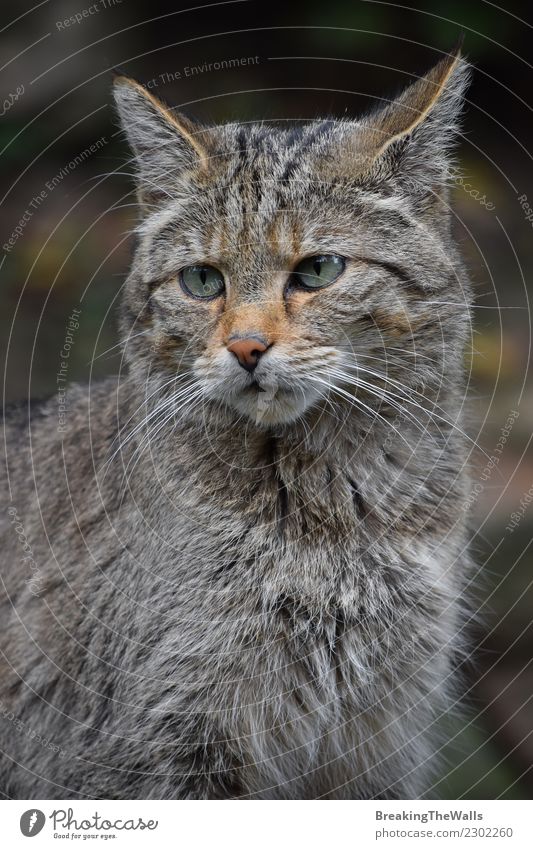 Europäischer wildcat Porträtabschluß oben Natur Tier Wald Wildtier Katze Tiergesicht Zoo Wildkatze Kopf 1 beobachten Wachsamkeit Europäer Felis Silvestris