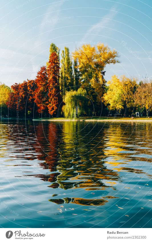 Herbstsaison in der Bukarester Parklandschaft Umwelt Natur Landschaft Pflanze Wasser Himmel Wetter Schönes Wetter Baum Wald Teich See schön natürlich blau
