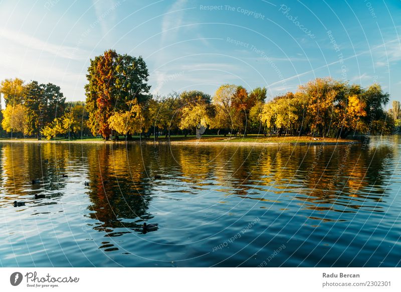 Herbstsaison in der Bukarester Parklandschaft Umwelt Natur Landschaft Wasser Himmel Wetter Baum Gras Wald Teich See schön natürlich blau mehrfarbig gelb grün