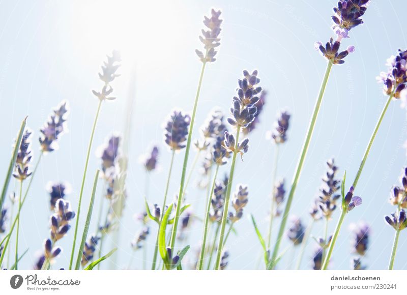 duftendes Gegenlicht Pflanze Himmel Wolkenloser Himmel Sonne Sommer Schönes Wetter blau weiß Lavendel Kräuter & Gewürze Licht Sonnenlicht Sonnenstrahlen