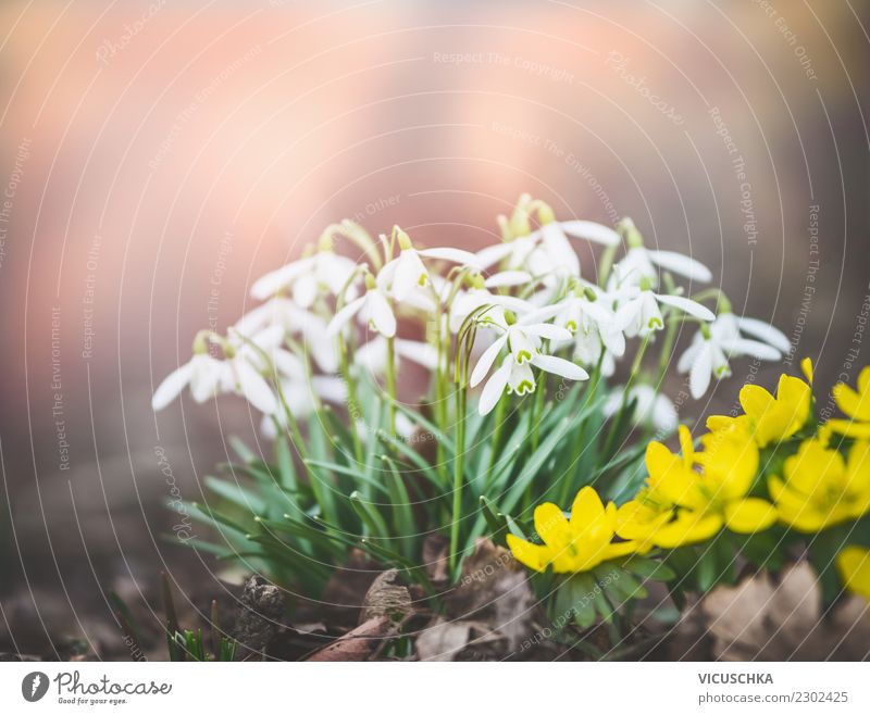 Erste Schneeglöckchen , Frühjahr Natur Design Leben Winter Garten Pflanze Frühling Schönes Wetter Blume Park Hintergrundbild Farbfoto Außenaufnahme Nahaufnahme