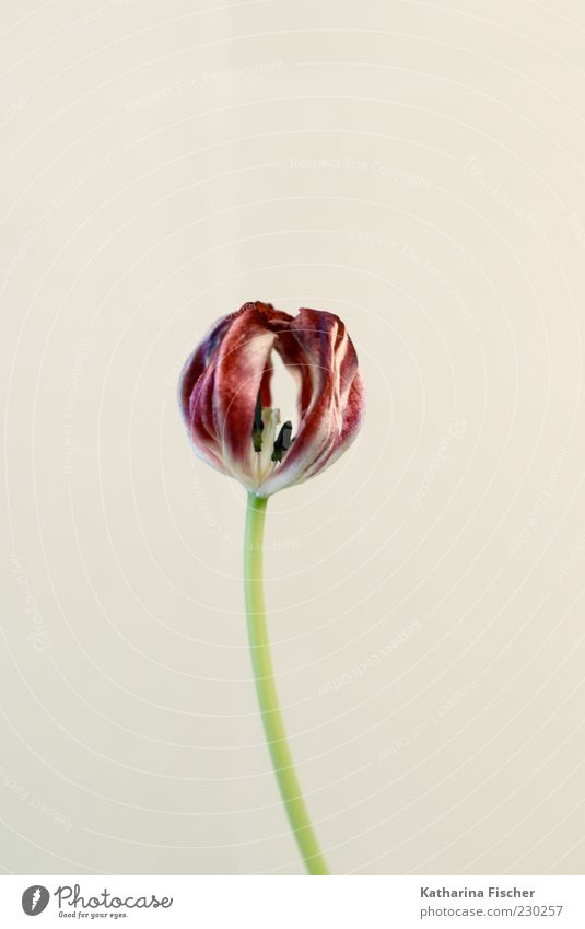 Tulpe Pflanze Blume Duft authentisch elegant hell schön grün rot weiß Blüte Blütenstempel trocken Studioaufnahme Blumenstengel Farbfoto Innenaufnahme
