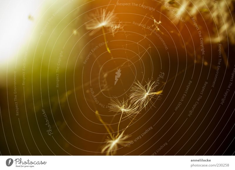 Traumfänger Löwenzahn Samen Spinnennetz Farbfoto mehrfarbig Außenaufnahme Nahaufnahme Detailaufnahme Makroaufnahme Menschenleer Textfreiraum links