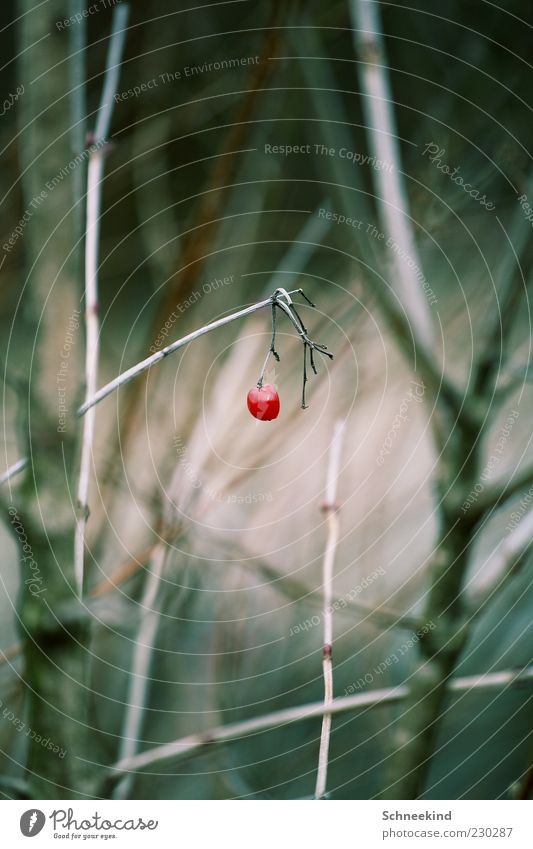 Eine Perle der Natur Pflanze Sträucher Wildpflanze Beeren rot Farbfoto Außenaufnahme Detailaufnahme Menschenleer Tag Kontrast Unschärfe Schwache Tiefenschärfe
