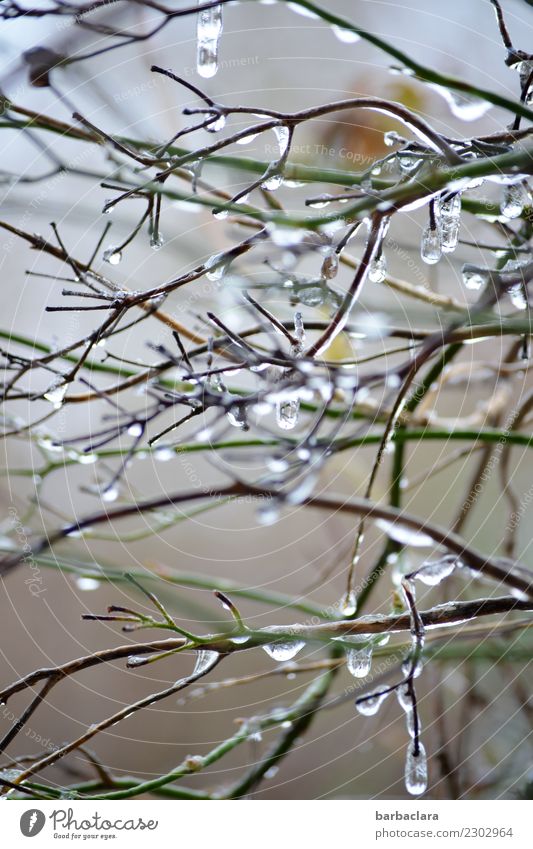 drunter und drüber | Eiszäpfchenkolonie Wassertropfen Winter Klima Frost Pflanze Sträucher Eiszapfen leuchten hell kalt Stimmung bizarr Natur Umwelt
