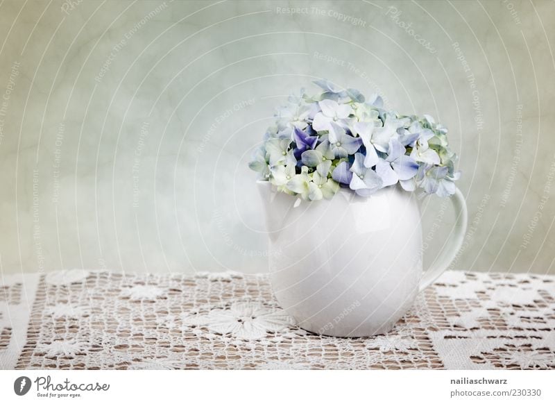 Stilleben mit Hortensien Dekoration & Verzierung Pflanze Frühling Blume Hortensienblüte Stillleben Vase Teekanne Stein Holz ästhetisch einfach elegant blau weiß