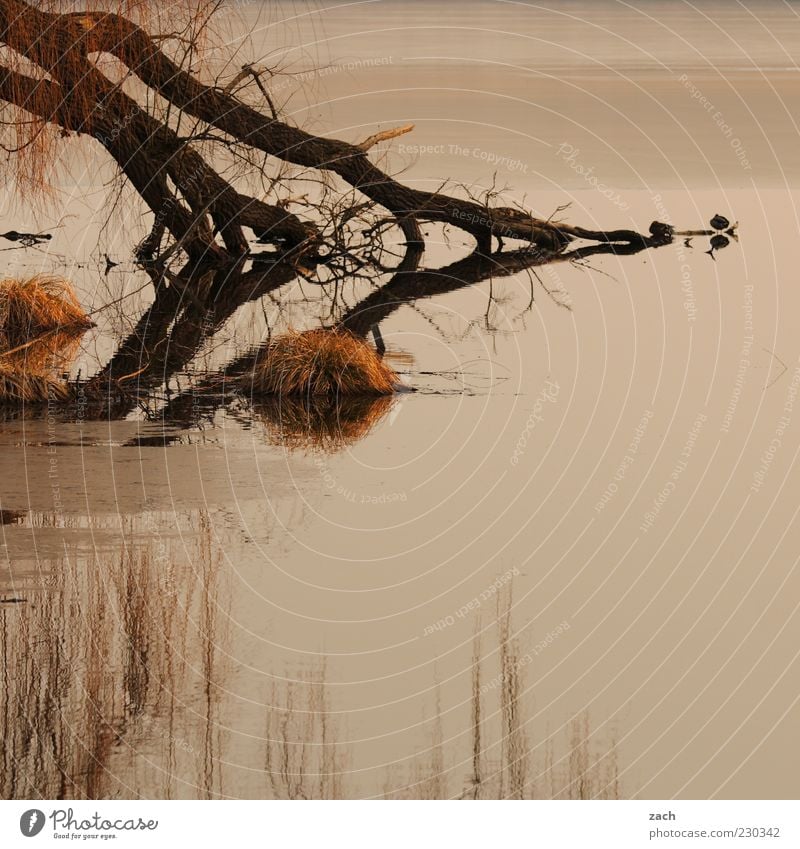 Brandenburg Natur Wasser Herbst Baum Gras Seeufer Teich Tier Vogel Erholung dunkel ruhig Einsamkeit Reflexion & Spiegelung Farbfoto Außenaufnahme Menschenleer