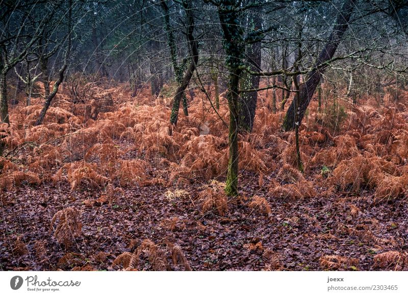 Rot wild Natur Herbst Wetter Baum Wald braun grün Farn Farbfoto Außenaufnahme Menschenleer Starke Tiefenschärfe