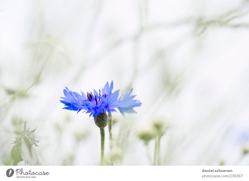 eine Kornblume ! Umwelt Natur Pflanze Frühling Sommer Blume hell blau grau weiß Detailaufnahme Makroaufnahme Textfreiraum links Textfreiraum rechts