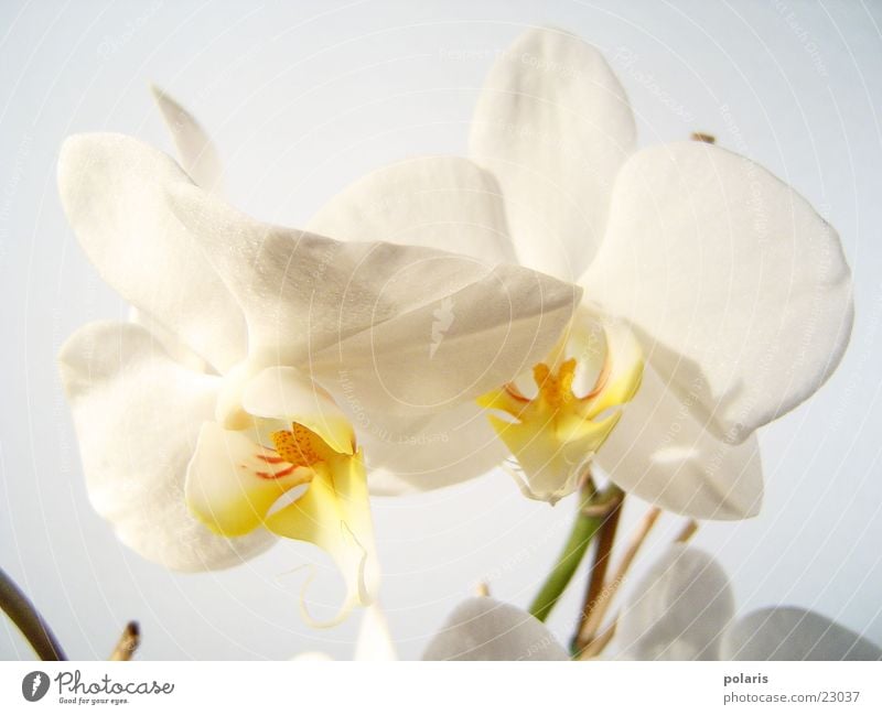 orchidee Orchidee Blume nah schön weiß
