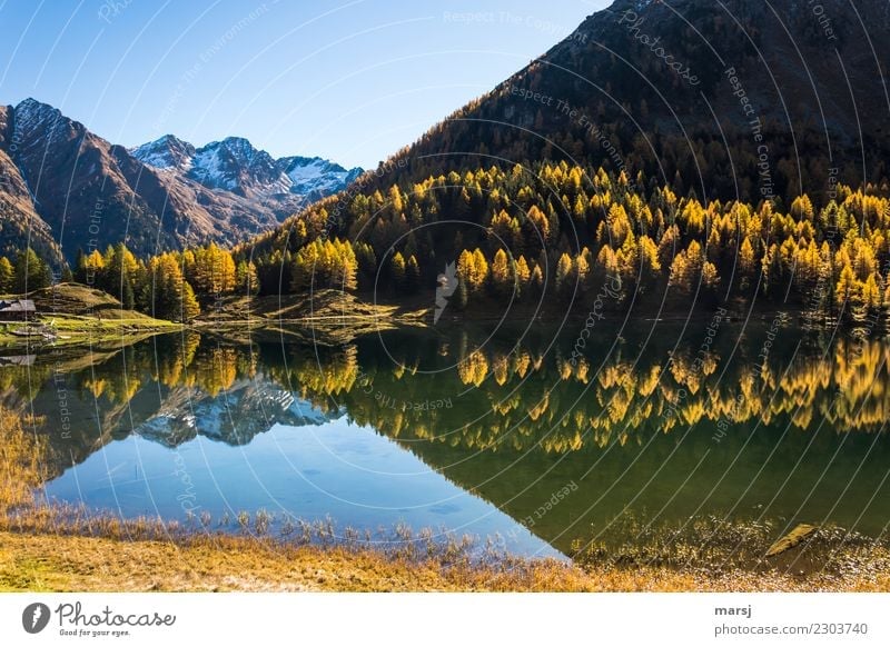 Gespiegeltes Herbstgold harmonisch ruhig Ferien & Urlaub & Reisen Tourismus Ausflug Abenteuer Berge u. Gebirge wandern Natur Landschaft Wald Alpen See