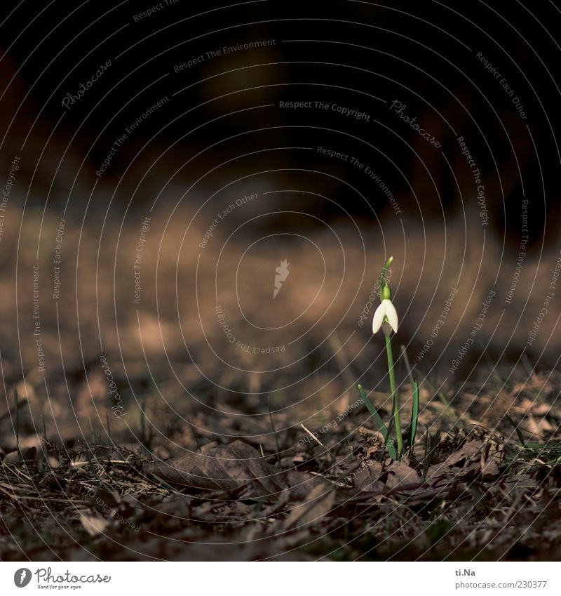 huch Umwelt Natur Pflanze Blume Schneeglöckchen Garten Blühend klein Farbfoto Außenaufnahme Nahaufnahme Menschenleer Textfreiraum links Textfreiraum oben Tag