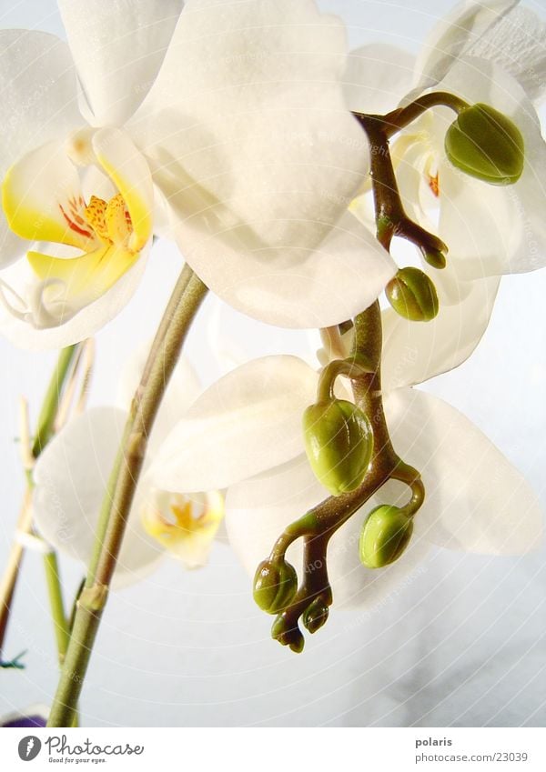 orchidee Orchidee Blume nah schön weiß