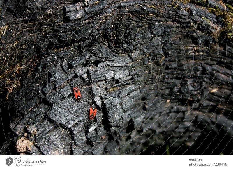Gemeinsam stark Natur Pflanze Tier Käfer Tierpaar Holz beobachten entdecken krabbeln dehydrieren ästhetisch schön trist trocken rot schwarz Stimmung Tapferkeit