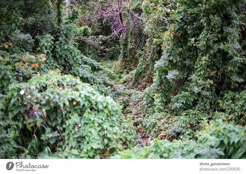 Wald Natur Landschaft Pflanze Sommer Sträucher mehrfarbig grün Farbfoto Außenaufnahme Menschenleer Tag Zentralperspektive