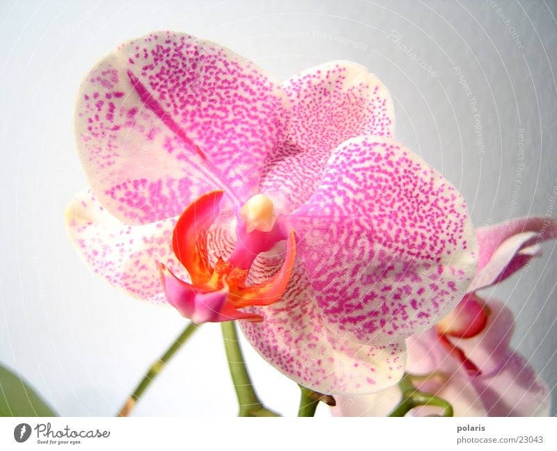 orchidee Orchidee rosa violett Blume nah schön
