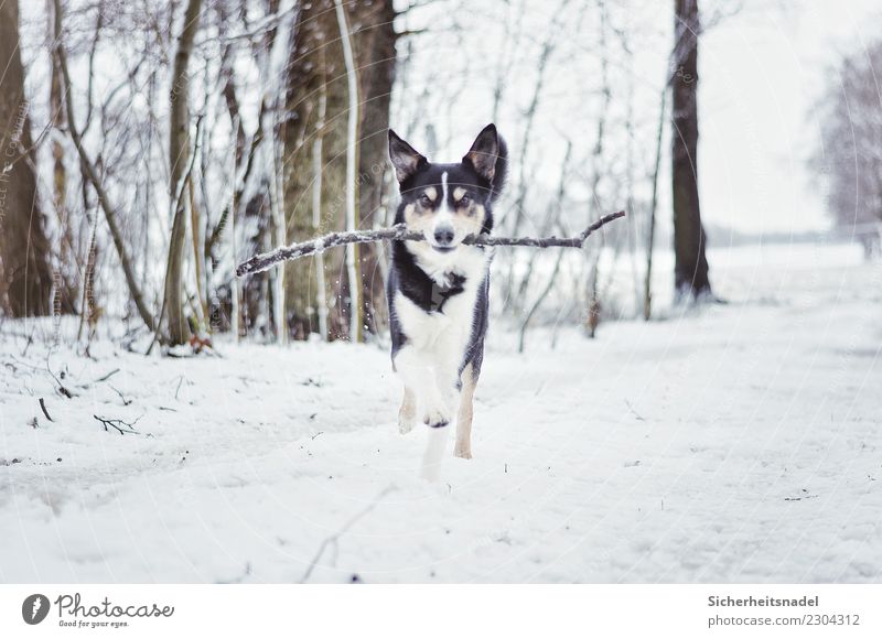 Bordercollie Olli Freizeit & Hobby Spielen Winter Schnee Schneefall Haustier Hund 1 Tier laufen rennen frei toben Hundeblick Hundetraum Hundeliebe
