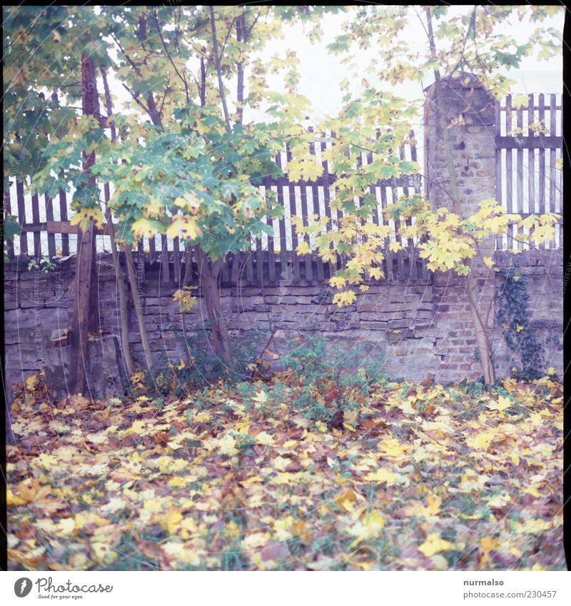Geheimnisvoll Natur Herbst Blatt Mauer Wand nass natürlich wild Stimmung Umwelt Zaun lattenzaun Morgen herbstlich Wiese Herbstlaub Holzzaun Menschenleer