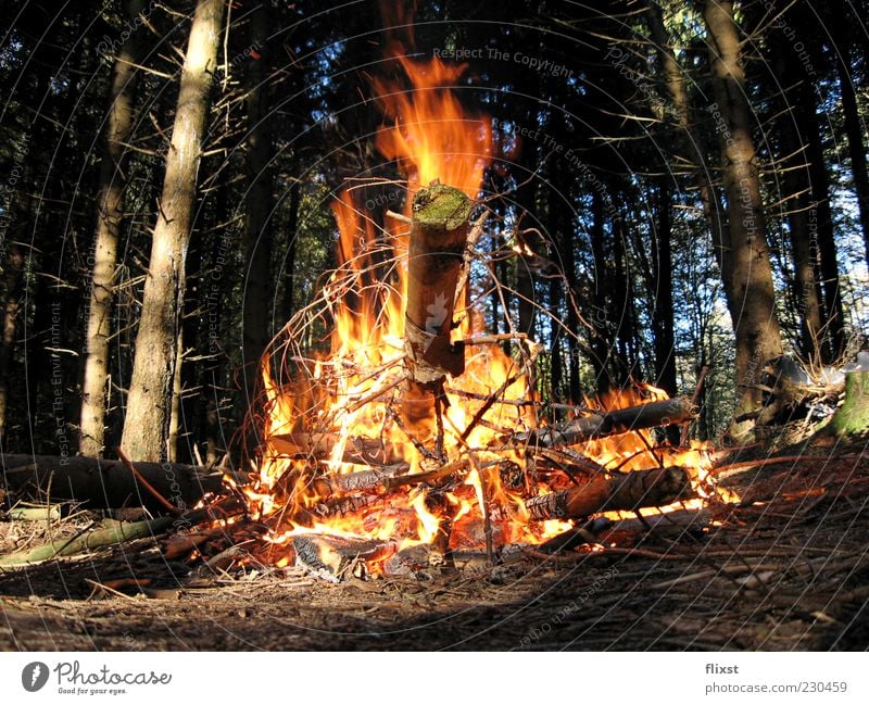 firestarter Feuer Sommer Wald Feuerstelle Holz Baum Farbfoto Außenaufnahme Textfreiraum unten Tag Starke Tiefenschärfe Menschenleer brennen