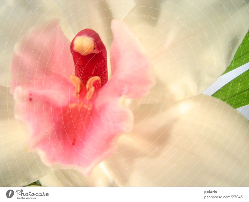 orchidee Orchidee rosa Blume nah