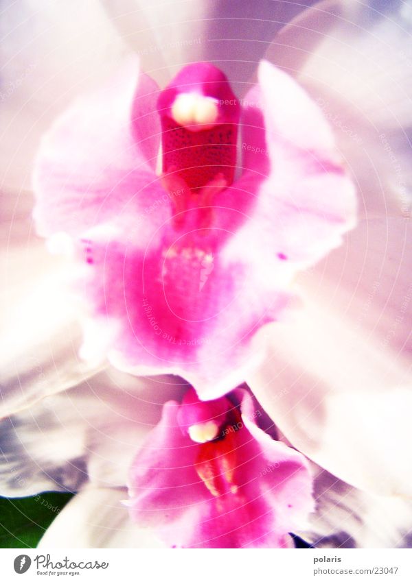 orchidee1 Orchidee rosa violett Blume nah