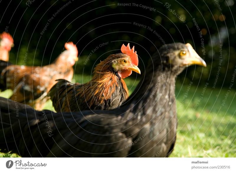 Junger Hahn zwischen jungen Hühnern Bioprodukte Haushuhn Tierhaltung Tiergruppe Huhn Geflügel freilaufend Macho selbstbewußt ökologisch biologisch Henne